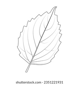 Basil leaf on a white background. Black and white illustration.