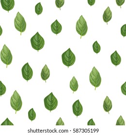 Basil leaf seamless pattern. Organic product. Wrapping paper. Hand drawn vector illustration.