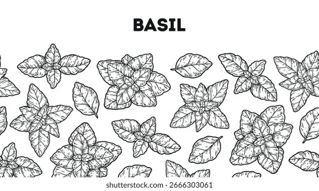 Boceto de la hoja de albahaca. Horizontal patrón sin fisuras. Ilustración vectorial dibujada a mano. Hierbas y especias de cocina
