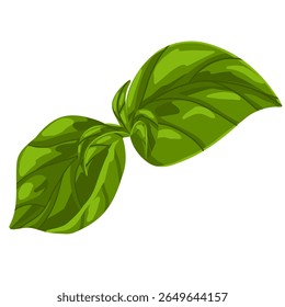 Basil leaf vector illustration. Green herb hand drawn clipart, culinary ingredient, mint, realistic kitchen plant graphic print isolated on white background. For sticker, logo, eco branding
