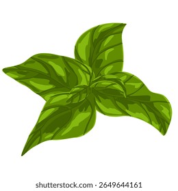 Basil leaf vector illustration. Green herb hand drawn clipart, culinary ingredient, mint, realistic kitchen plant graphic print isolated on white background. For sticker, logo, eco branding