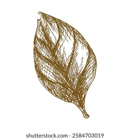 Basil leaf vector ink illustration. Hand drawn herb clipart, salad and sauce ingredient painting, black and white art for menu,cafe, restaurant design. Fresh spicy leaves engraving in outline style