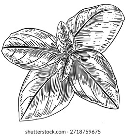 Ilustración dibujada a mano de la línea del Vector de la hoja de albahaca