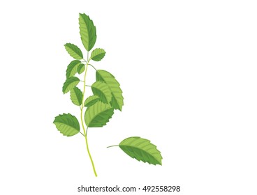 basil leave on the branch. isolated vegetable for food or seasoning herbs.vector illustration for object or background