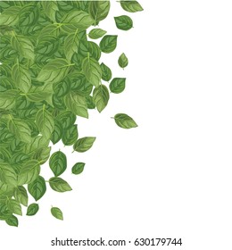 Basil leaves background. Space for your text. Hand drawn vector illustration.