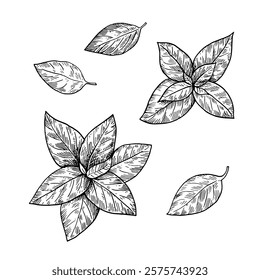 Basil leaves in black and white sketch style isolated on white background. Hand-drawn illustration.