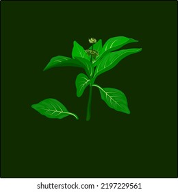 Basil leaves with flowers. flat vector illustration
