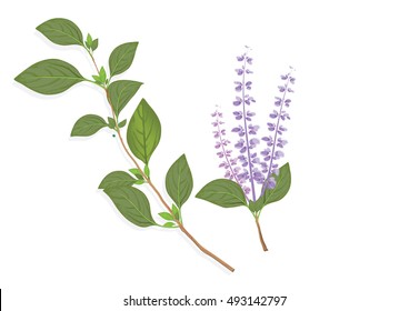 Basil leaves  and flowers on the branch. herbs for cooking hand drawing illustration . ingredient plant for food. isolated pictures for object or background