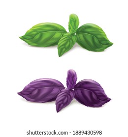 Basil leaves, fresh spice ioslated on white background