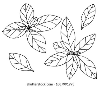 Basil Leaves, Hand Drawn Set Isolated On White Background. Plant With Leaves, Spice For Food. Vector Illustration.