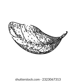 basil leaves herb hand drawn. leaf fresh, spice green, plant top, vegetable view, salad sweet basil leaves herb vector sketch. isolated black illustration