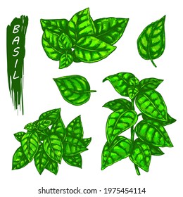 Basil leaves icons, sketch spice for cooking