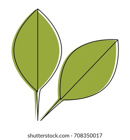 Basil leaves isolated