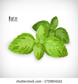 Basil leaves isolated on white background. Fresh ingredient for salad in flat style. Spice herb collection. Lettering Basil. Healthy organic vegetarian food vector Illustration.