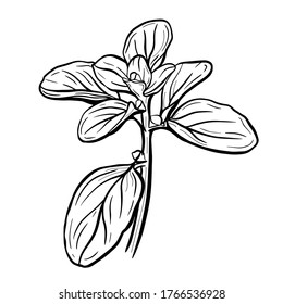  Basil leaves isolated on a white background. Marjoram is an aromatic seasoning. Vector illustration