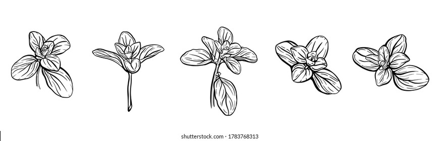  Basil leaves isolated on a white background. Italian herbs.A sprig of marjoram. Basil is a fragrant and fragrant seasoning. Hand drawn vector illustration