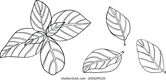 Basil deja aislado en un fondo blanco. La cuenca es un condimento aromático y aromático. Ilustración vectorial dibujada a mano. Ilustración de color