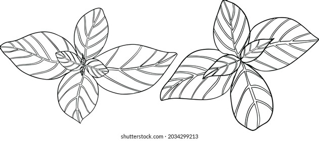 Basil leaves isolated on a white background. Basil is a fragrance and fragrant seasoning. Hand drawn vector illustration. Coloring illustration