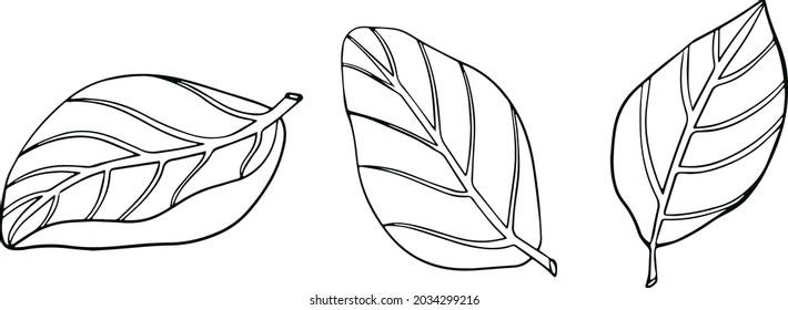 Basil deja aislado en un fondo blanco. La cuenca es un condimento aromático y aromático. Ilustración vectorial dibujada a mano. Ilustración de color
