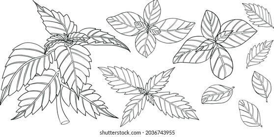 Basil deja aislado en un fondo blanco. La cuenca es un condimento aromático y aromático. Ilustración vectorial dibujada a mano. Ilustración de color