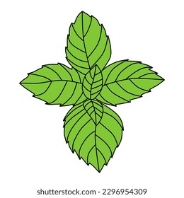 Basil leaves isolated on white background. Vector illustration