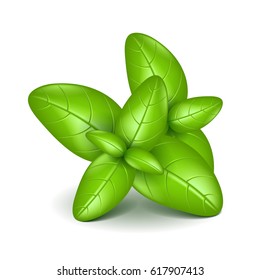 Basil leaves isolated on white photo-realistic vector illustration