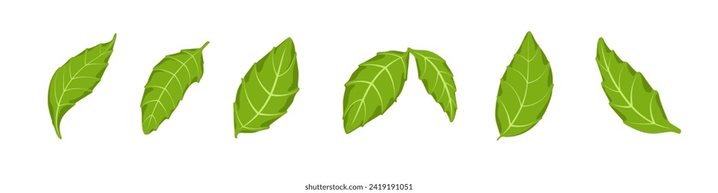 Basil leaves isolated vector illustration set. Different angles herb salad leaf. Greenery elements. Eco sign and vegetarian food symbol.