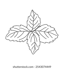 Folhas de manjericão para design de menu e receitas, esboço de vetor plano estilo doodle para livro de coloração