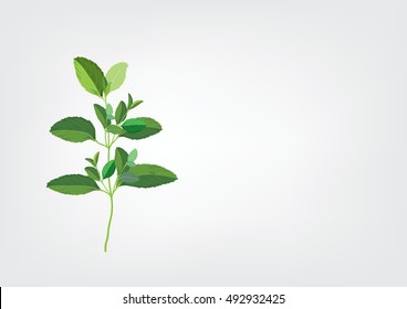 Basil leaves on the branch. herbs for cooking hand drawing illustration . ingredient plant for food. isolated pictures for object or background