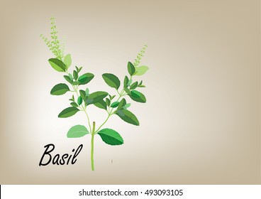Basil leaves on the branch. herbs for cooking hand drawing illustration . ingredient plant for food. isolated pictures for object or background