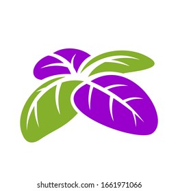 Basil leaves on a white background in vector EPS8