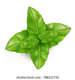 Basil leaves on a white background.