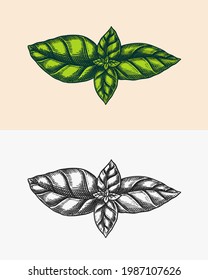 Basil leaves for Pesto sauce. Green vegetarian food. Engraved hand drawn sketch.