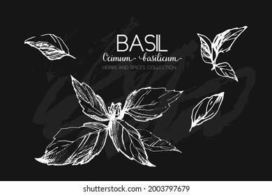 Basil leaves set. Hand drawn vector illustration isolated on white. White chalk drawing at blackboard, engraved style. Herbs and spices for cooking, ingredients, culinary. Banner, ad, label, print.