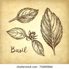 Basil leaves set. Ink sketch on old paper background. Hand drawn vector illustration. Retro style.