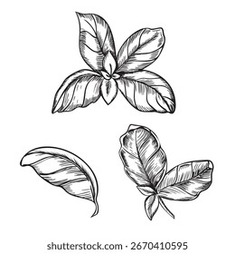 Basilikum Blätter gesetzt. Vektorgrafik. Handgezeichnete Tintenskizze von Culinary Herb, würzige Zutat einzeln auf einem Hintergrund. Gestaltungselemente für Etiketten, Produktverpackungen, Aufkleber oder Menüdesign.