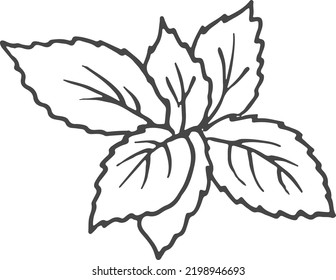 Basil leaves sketch. Culinary herb. Fresh food
