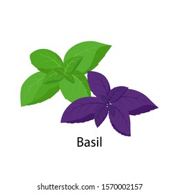 Basil leaves spice vector illustration in flat design isolated on white background.