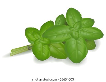 Basil leaves. Vector.