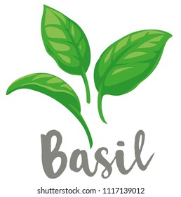 Basil Leaves vector flat graphic illustrations, fully adjustable and scalable, ideal for Italian pasta sauce, pesto labels etc.