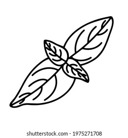 Basil leaves vector icon. Isolated illustration of condiment on a white background. Black outline of a basil, doodle. Hand-drawn silhouette, sketch. Monochrome