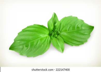 Basil Leaves, Vector Illustration