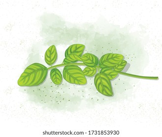 basil leaves vector illustration on light green background