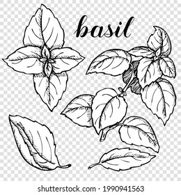 Basil leaves. Vector illustration of spices. Hand drawn sketch of basil plant. Black and white on a transparent background. Coloring book