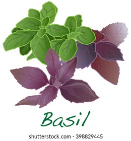 basil leaves vector  isolated