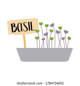 Basil. Micro greens. Fresh organic sprouted seeds. Healthy nutrition concept. Growing superfood at home. Vector flat illustration, isolated on white