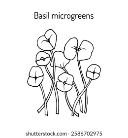 Basil microgreen, fresh sprouts and young leaves for healthy food. Hand drawn vector illustration