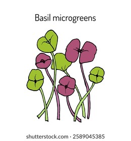 Basil microgreen, fresh sprouts and young leaves for healthy food. Hand drawn vector illustration