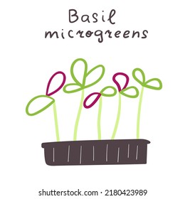 Microvegetales Basil. Ilustración vectorial dibujada a mano.