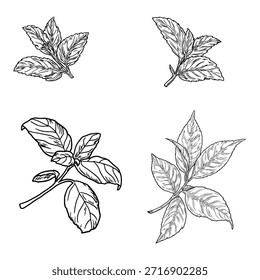 Manjericão, hortelã e ramos e folhas de louro, esboço preto e branco. Ilustração vetorial. Plantas aromáticas e especiarias isoladas sobre fundo branco. Primavera com folhas.